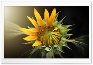 Sunflower Blooming Ultra HD Wallpaper for 4K UHD Widescreen desktop, tablet & smartphone