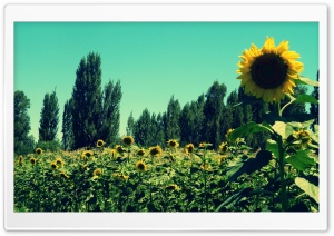 Sunflower Field Ultra HD Wallpaper for 4K UHD Widescreen desktop, tablet & smartphone