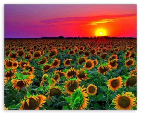 Sunflower Field UltraHD Wallpaper for Mobile 5:4 - QSXGA SXGA ;