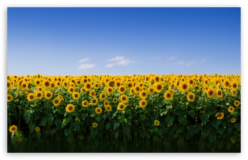 Sunflower Wallpaper Laptop Hd