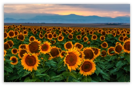 Sunflower Field, Sunset, Colorado UltraHD Wallpaper for Wide 16:10 5:3 Widescreen WHXGA WQXGA WUXGA WXGA WGA ; UltraWide 21:9 ; 8K UHD TV 16:9 Ultra High Definition 2160p 1440p 1080p 900p 720p ; Standard 4:3 5:4 3:2 Fullscreen UXGA XGA SVGA QSXGA SXGA DVGA HVGA HQVGA ( Apple PowerBook G4 iPhone 4 3G 3GS iPod Touch ) ; Smartphone 16:9 3:2 5:3 2160p 1440p 1080p 900p 720p DVGA HVGA HQVGA ( Apple PowerBook G4 iPhone 4 3G 3GS iPod Touch ) WGA ; Tablet 1:1 ; iPad 1/2/Mini ; Mobile 4:3 5:3 3:2 16:9 5:4 - UXGA XGA SVGA WGA DVGA HVGA HQVGA ( Apple PowerBook G4 iPhone 4 3G 3GS iPod Touch ) 2160p 1440p 1080p 900p 720p QSXGA SXGA ; Dual 16:10 5:3 16:9 4:3 5:4 3:2 WHXGA WQXGA WUXGA WXGA WGA 2160p 1440p 1080p 900p 720p UXGA XGA SVGA QSXGA SXGA DVGA HVGA HQVGA ( Apple PowerBook G4 iPhone 4 3G 3GS iPod Touch ) ;