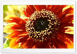 Sunflower in Sunlight Ultra HD Wallpaper for 4K UHD Widescreen desktop, tablet & smartphone