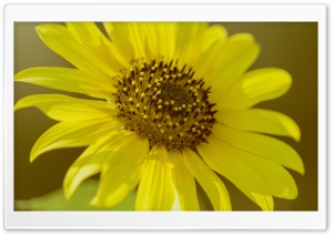 Sunflower Macro Ultra HD Wallpaper for 4K UHD Widescreen desktop, tablet & smartphone