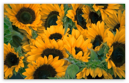 Sunflowers Ultra Hd Desktop Background Wallpaper For 4k Uhd Tv