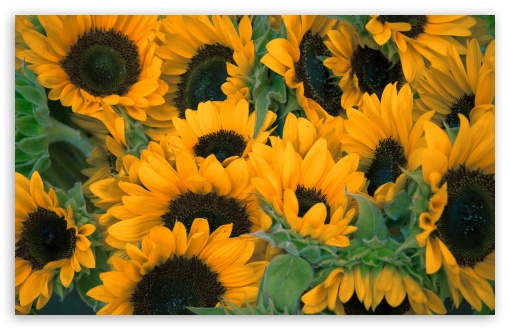 Sunflower Wallpaper Laptop Hd