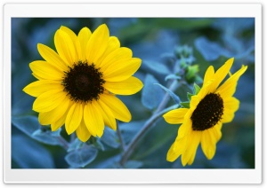 Sunflowers Ultra HD Wallpaper for 4K UHD Widescreen desktop, tablet & smartphone