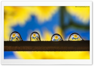 Sunflowers Drops Ultra HD Wallpaper for 4K UHD Widescreen desktop, tablet & smartphone