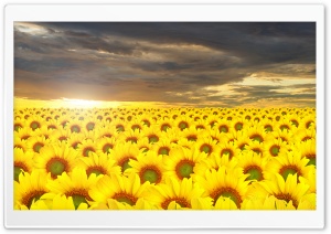 Sunflowers Field Ultra HD Wallpaper for 4K UHD Widescreen desktop, tablet & smartphone