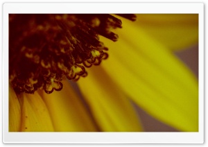 Sunflowers Macro Ultra HD Wallpaper for 4K UHD Widescreen desktop, tablet & smartphone