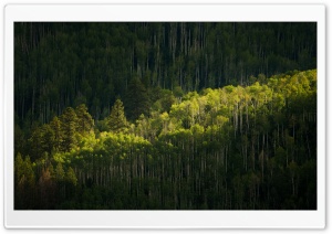 Sunlight, Forest, Trees, Photography Ultra HD Wallpaper for 4K UHD Widescreen desktop, tablet & smartphone