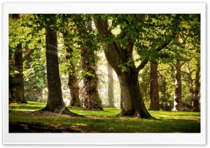 Sunlighted Forest Ultra HD Wallpaper for 4K UHD Widescreen desktop, tablet & smartphone