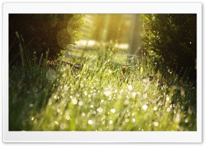 Sunny Ultra HD Wallpaper for 4K UHD Widescreen desktop, tablet & smartphone