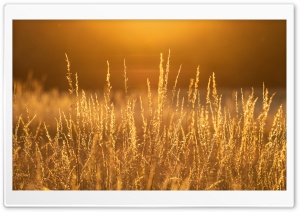 Sunny Day, Grass Field, Nature Photography Ultra HD Wallpaper for 4K UHD Widescreen desktop, tablet & smartphone
