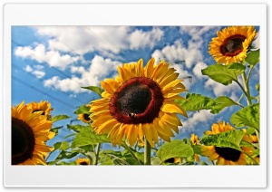 Sunny Skies And Flowers Ultra HD Wallpaper for 4K UHD Widescreen desktop, tablet & smartphone