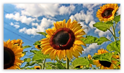 Sunny Skies And Flowers UltraHD Wallpaper for Mobile 16:9 - 2160p 1440p 1080p 900p 720p ;