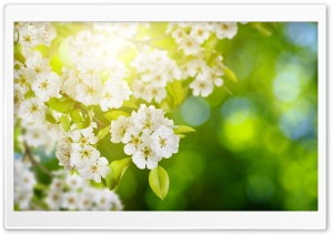 Sunny Spring Blossom Ultra HD Wallpaper for 4K UHD Widescreen desktop, tablet & smartphone