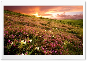Sunrise Anza Borrego State Park Ca Ultra HD Wallpaper for 4K UHD Widescreen desktop, tablet & smartphone