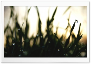 Sunrise Through The Grass Ultra HD Wallpaper for 4K UHD Widescreen desktop, tablet & smartphone