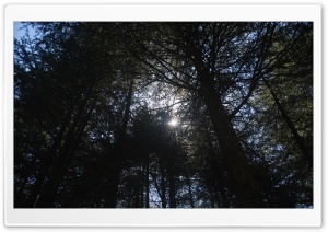 Sun's Rays Thru Shades Ultra HD Wallpaper for 4K UHD Widescreen desktop, tablet & smartphone