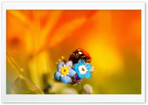 Sunset Bug Ultra HD Wallpaper for 4K UHD Widescreen desktop, tablet & smartphone