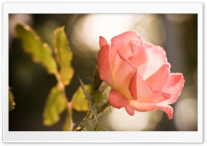 Sunset Garden Rose Ultra HD Wallpaper for 4K UHD Widescreen desktop, tablet & smartphone
