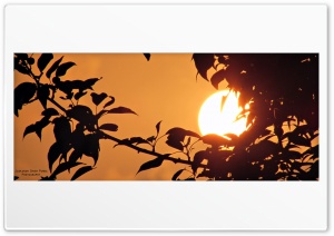 Sunset In Love of Leafs Ultra HD Wallpaper for 4K UHD Widescreen desktop, tablet & smartphone