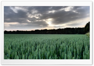 Sunset In The Wheat Field Ultra HD Wallpaper for 4K UHD Widescreen desktop, tablet & smartphone
