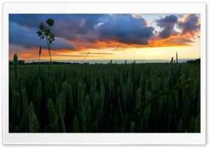 Sunset In The Wheat Field Ultra HD Wallpaper for 4K UHD Widescreen desktop, tablet & smartphone