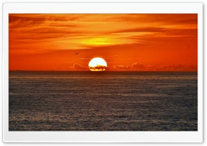 Sunset Sea Bird Ultra HD Wallpaper for 4K UHD Widescreen desktop, tablet & smartphone
