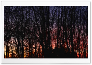 Sunset Silhouette Tree Ultra HD Wallpaper for 4K UHD Widescreen desktop, tablet & smartphone