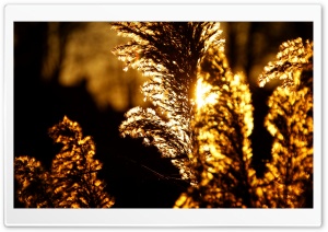 Sunset Through The Reeds Ultra HD Wallpaper for 4K UHD Widescreen desktop, tablet & smartphone