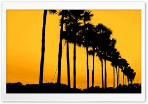 Sunset Tree Ultra HD Wallpaper for 4K UHD Widescreen desktop, tablet & smartphone