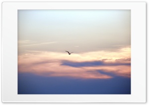 Sunset Zadar Croatia Seagull Ultra HD Wallpaper for 4K UHD Widescreen desktop, tablet & smartphone