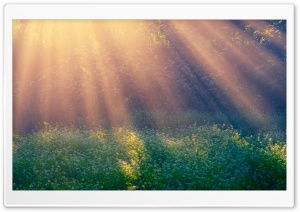 Sunshine In The Woods Ultra HD Wallpaper for 4K UHD Widescreen desktop, tablet & smartphone