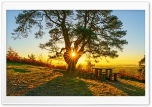 Sunshine, Tree Ultra HD Wallpaper for 4K UHD Widescreen desktop, tablet & smartphone