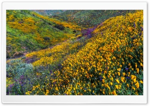 Super Bloom at Californias Walker Canyon Ultra HD Wallpaper for 4K UHD Widescreen desktop, tablet & smartphone