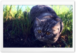 Surprised Cat Ultra HD Wallpaper for 4K UHD Widescreen desktop, tablet & smartphone