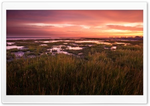 Swamp Ultra HD Wallpaper for 4K UHD Widescreen desktop, tablet & smartphone