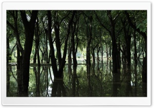 Swamp Forest Ultra HD Wallpaper for 4K UHD Widescreen desktop, tablet & smartphone