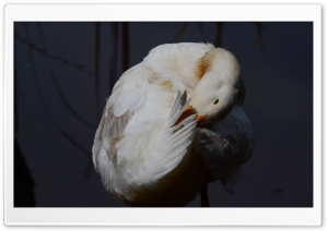 Swan Ultra HD Wallpaper for 4K UHD Widescreen desktop, tablet & smartphone