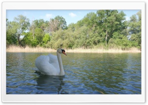 Swans Lake Ultra HD Wallpaper for 4K UHD Widescreen desktop, tablet & smartphone