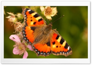Sweet Butterfly Ultra HD Wallpaper for 4K UHD Widescreen desktop, tablet & smartphone