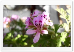 sweet flower Ultra HD Wallpaper for 4K UHD Widescreen desktop, tablet & smartphone