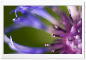 Swirling Dream Ultra HD Wallpaper for 4K UHD Widescreen desktop, tablet & smartphone