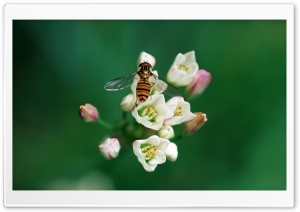 Taking Nectar Ultra HD Wallpaper for 4K UHD Widescreen desktop, tablet & smartphone