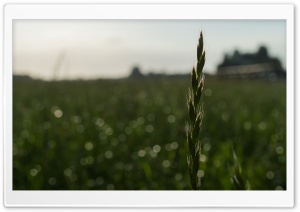 Tall Grass Summer Sky Ultra HD Wallpaper for 4K UHD Widescreen desktop, tablet & smartphone