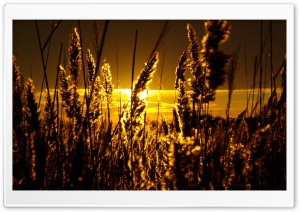 Tall Spikes Of Grass Ultra HD Wallpaper for 4K UHD Widescreen desktop, tablet & smartphone