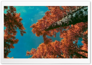 Tall Trees Infrared Photography Ultra HD Wallpaper for 4K UHD Widescreen desktop, tablet & smartphone