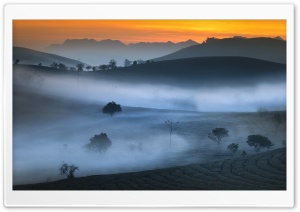 Tea Field Ultra HD Wallpaper for 4K UHD Widescreen desktop, tablet & smartphone
