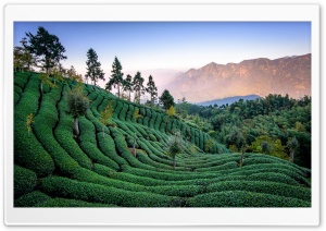 Tea Field, Taiwan Ultra HD Wallpaper for 4K UHD Widescreen desktop, tablet & smartphone